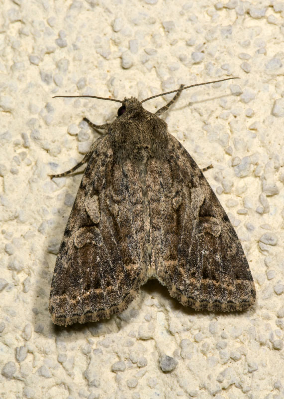 Noctuidae - Apterogenum ypsillon